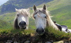 Our Highland ponies taking a well earned rest